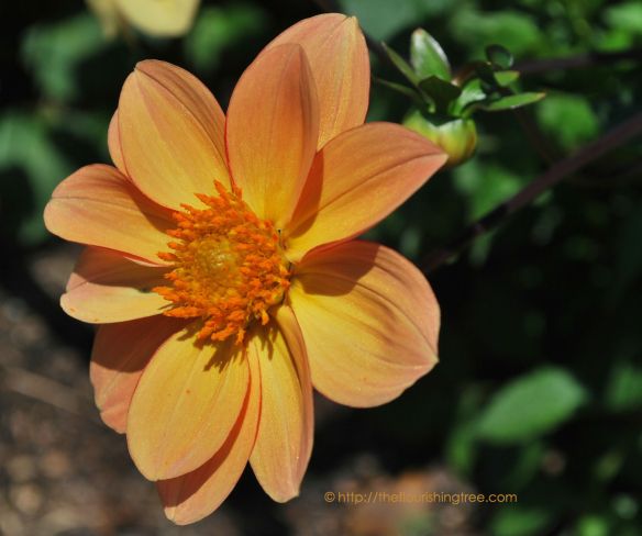 Shimmerincolor_2014_FT