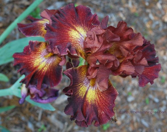 Spring2014AFavoriteIrisFT