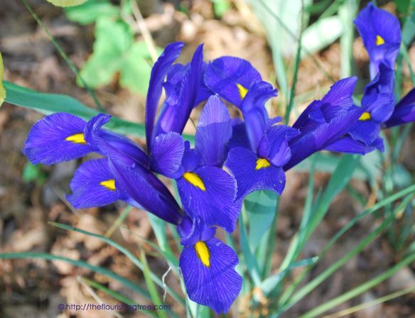 Spring2014DutchIrisesFT