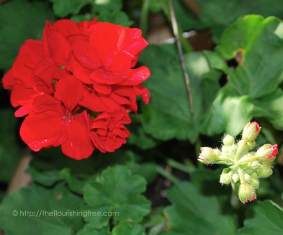 Spring2014GeraniumsFT