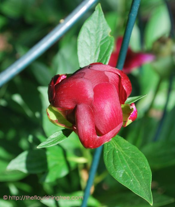 Spring2014PeonyBudFT