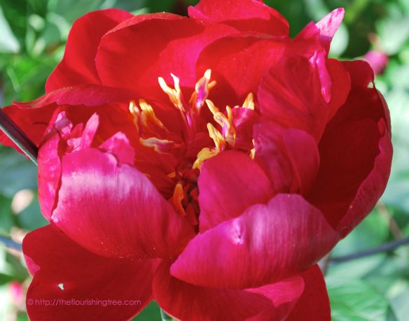 Spring2014PeonyFullBloomFT