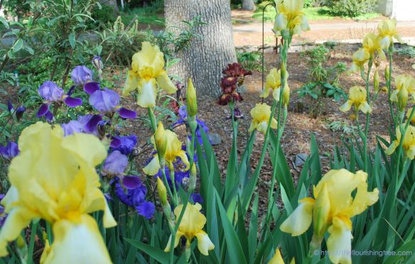 Spring2014RiotwithBarePatchesFT