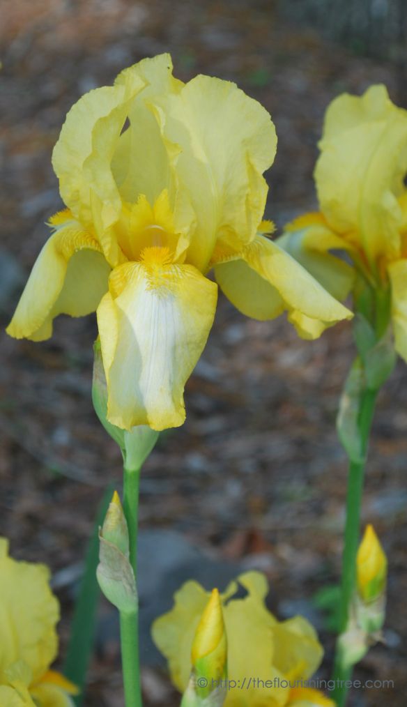 Spring2014YellowIrisFT