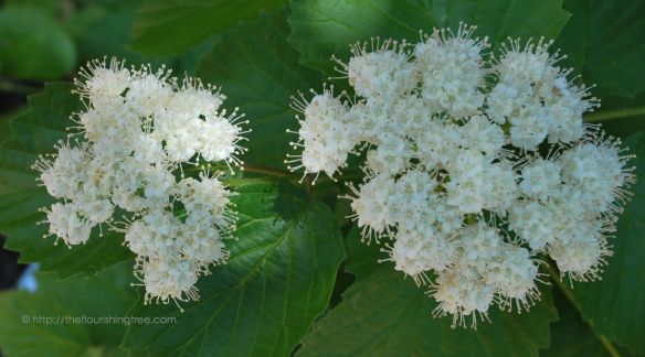 Texturedbloomsincolor_2014_FT