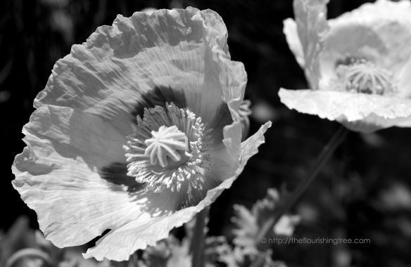 Uniqueflowercenterinblackandwhite_2014_FT