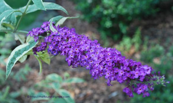 Solsticebutterflybush_2014FT