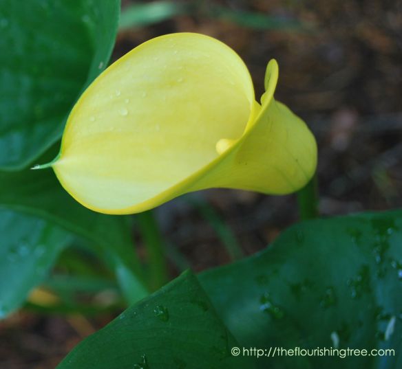 Solsticecalla_2014_FT