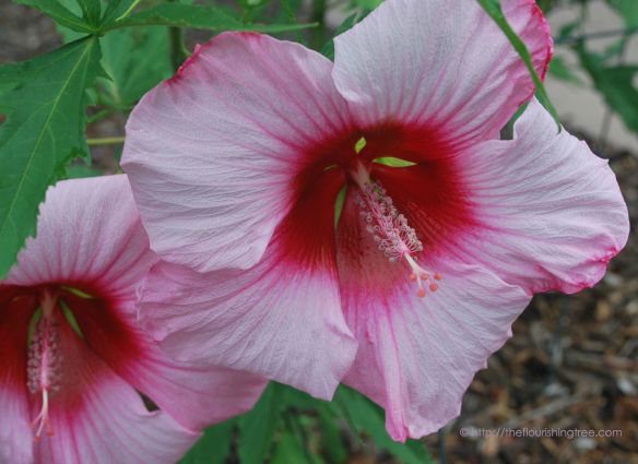 Solsticehibiscusopen_2014FT