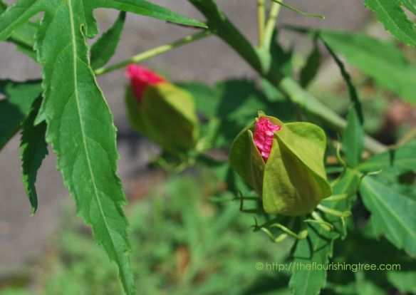 Solsticehibiscuspromise_2014FT