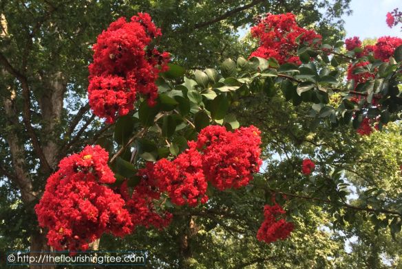 FurtherorFarther2014_crapemyrtleFT