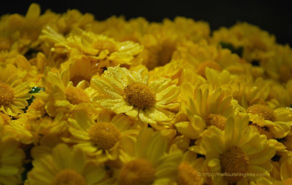 FallLightandDark_2014FT