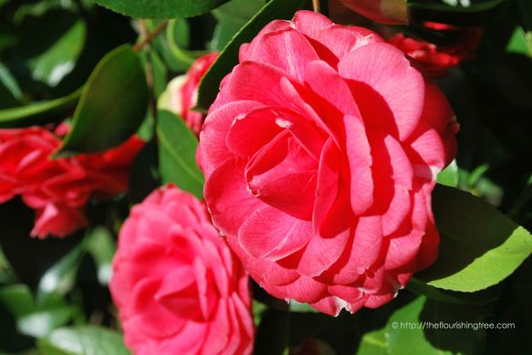 EarlyBloomscamellias2015_FT