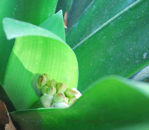 EarlyBloomsgreen2_2015_FT