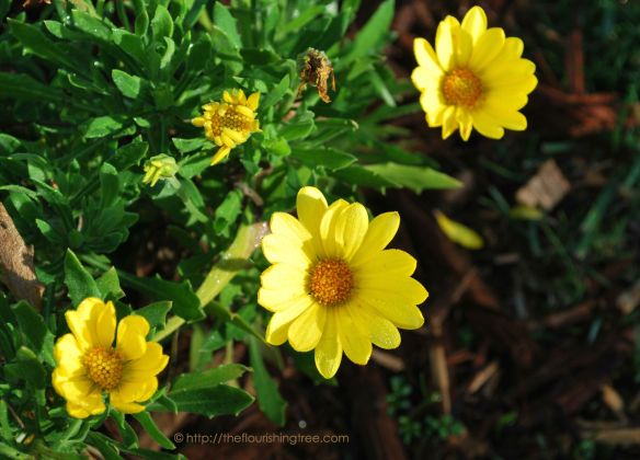 EarlyBloomsyellow2015_FT