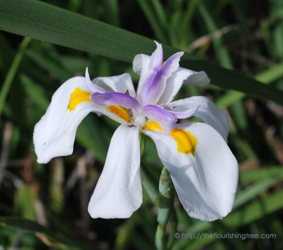 EasterGardenIris2015_FT