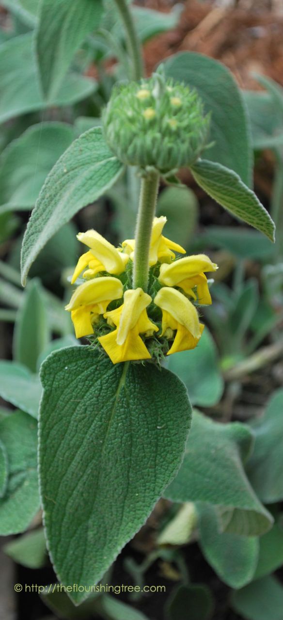 EasterGardenJerusalemSage2015_FT