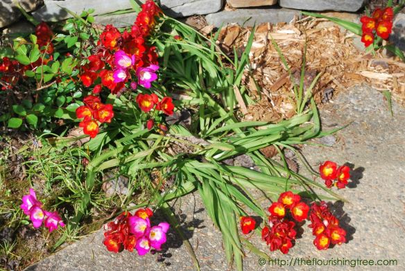 EasterGardenmysteryflower2015_FT