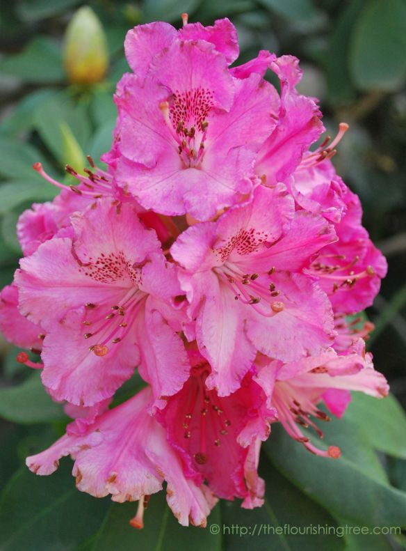 EarthDayBeauties15_2FT