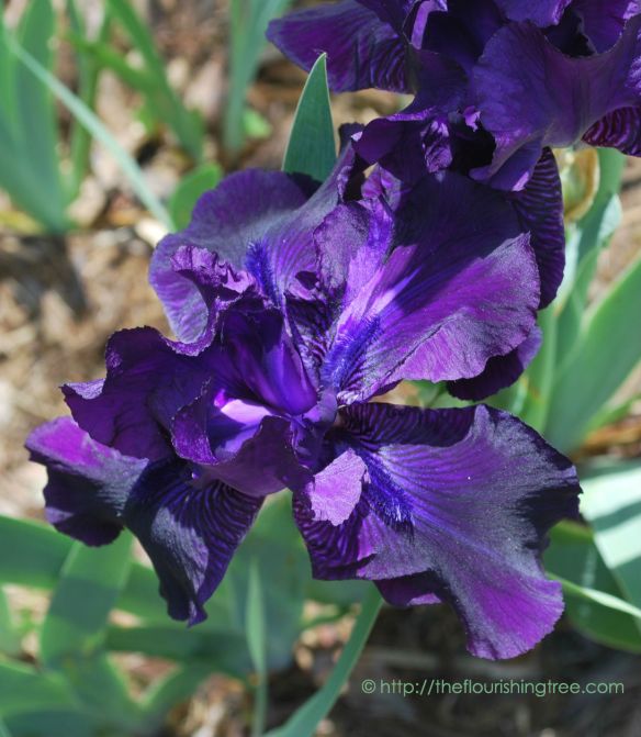 EarthDayBeauties15_3FT