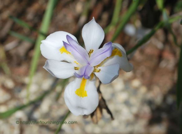 EarthDayBeauties15_4FT