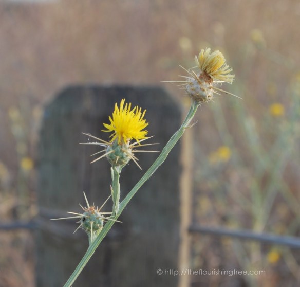 Sharppointynature2015_4FT