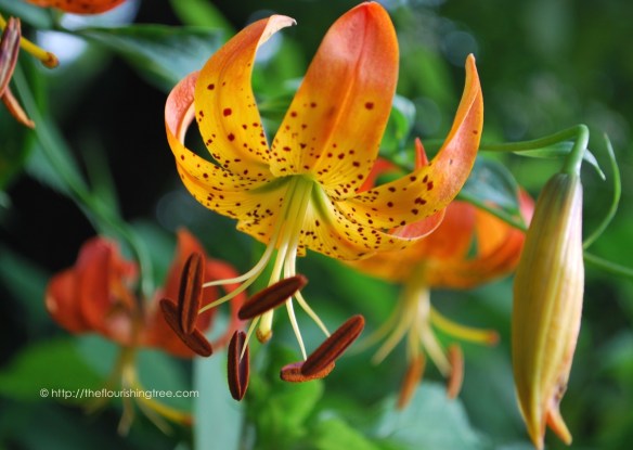 Snapshotsfromhome2015_3FT