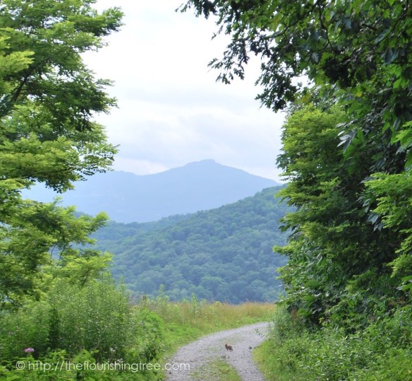 Snapshotsfromhome2015_4FT