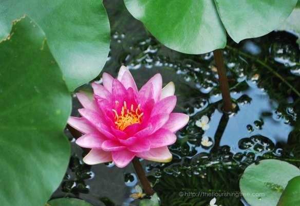 SnapshotsfromRaulston2015_1FT