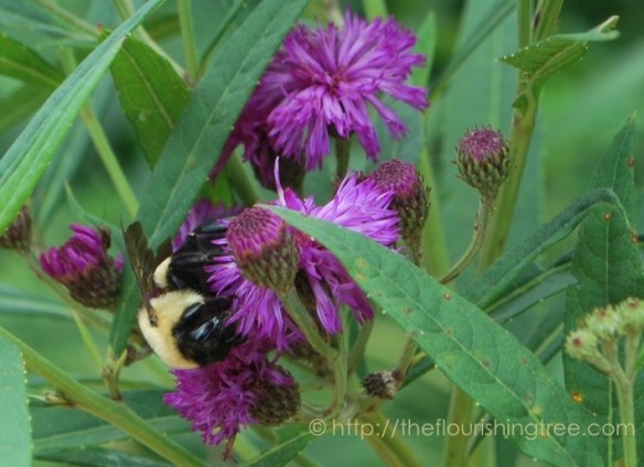 SnapshotsfromRaulston2015_3FT