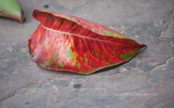 ScenesofFall2015_4FT