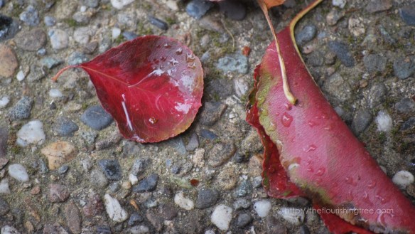 ScenesofFall2015_5FT