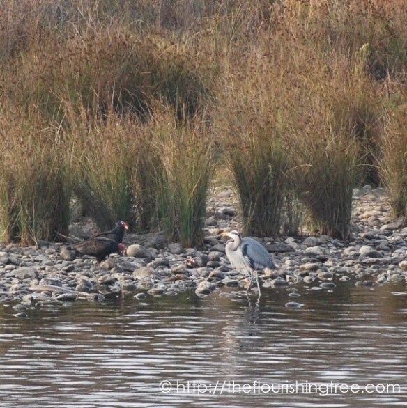 SalmonRunandVultures2015_2FT