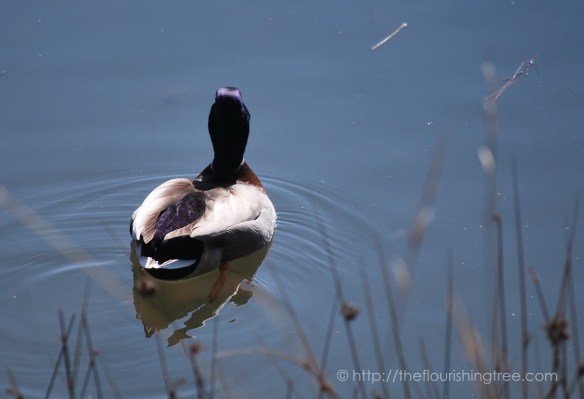birdwatching_20161FT