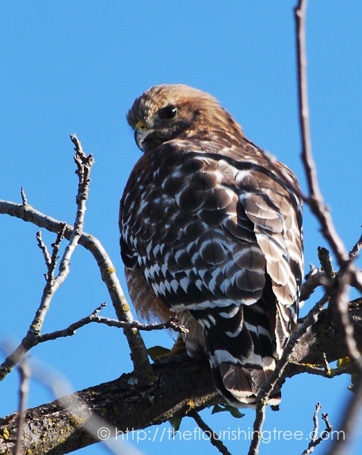 birdwatching_20162FT