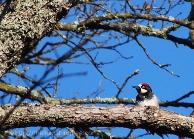 birdwatching_20163FT