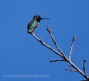 birdwatching_20165FT