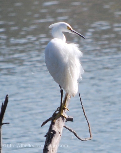 birdwatching_20166FT