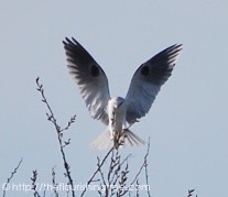 birdwatching_20167FT