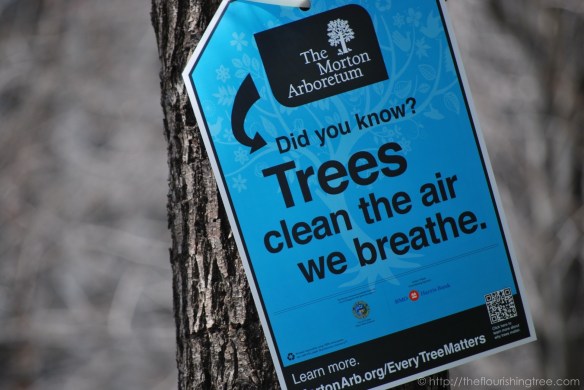 treesignsChicago_20131_FT