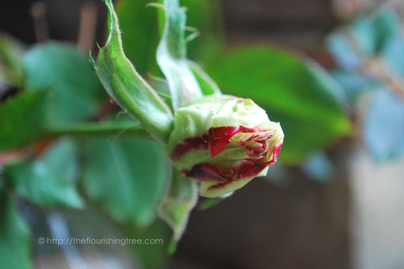 winterrosebud_2016FT