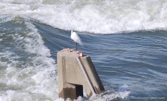 Afterthestorm2016_7FT