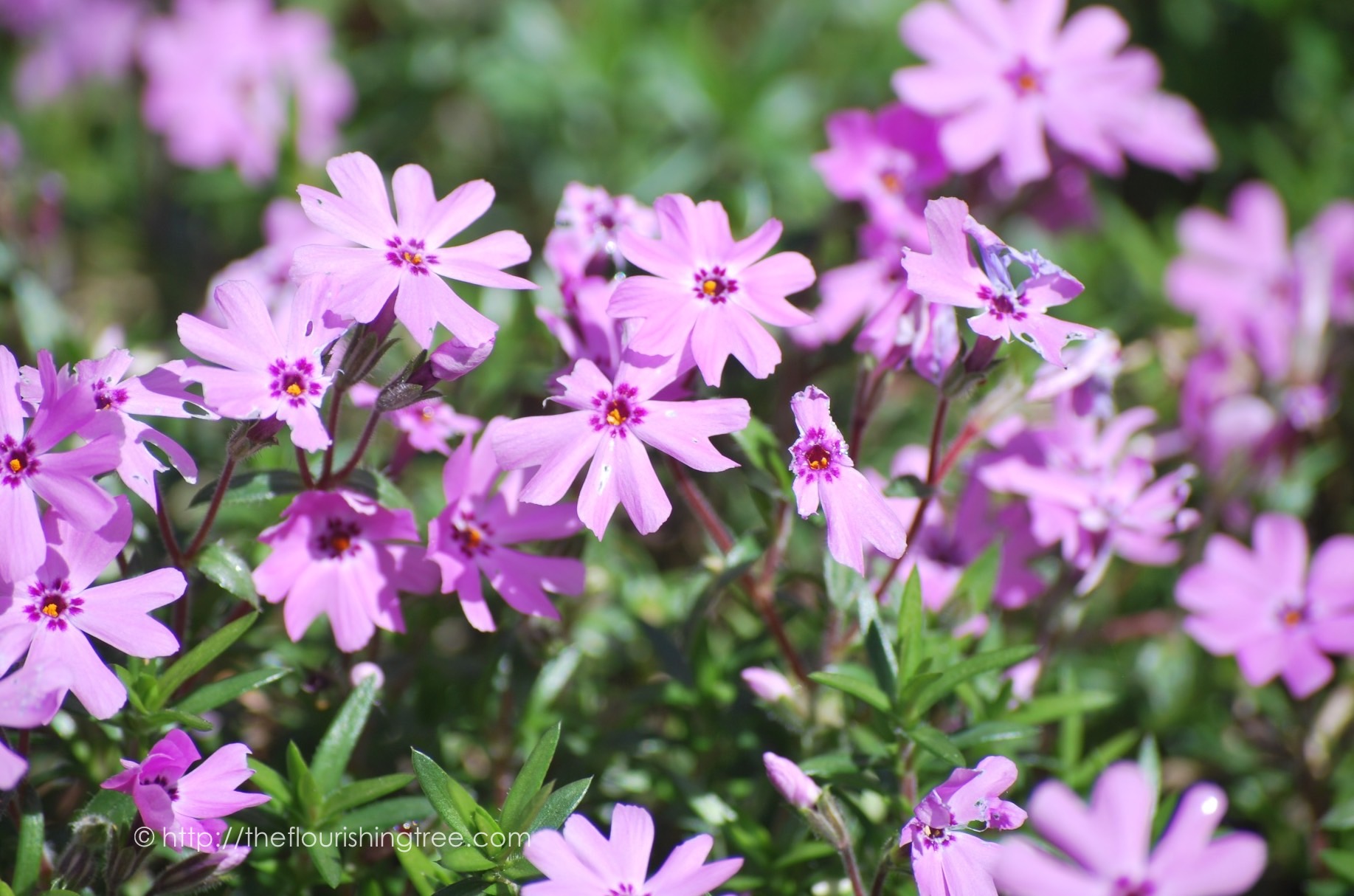 EasterColors2016_ 11FT