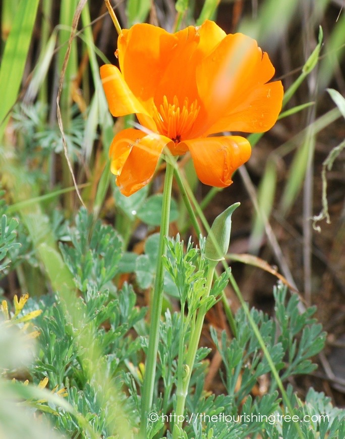 EasterColors2016_ 2FT