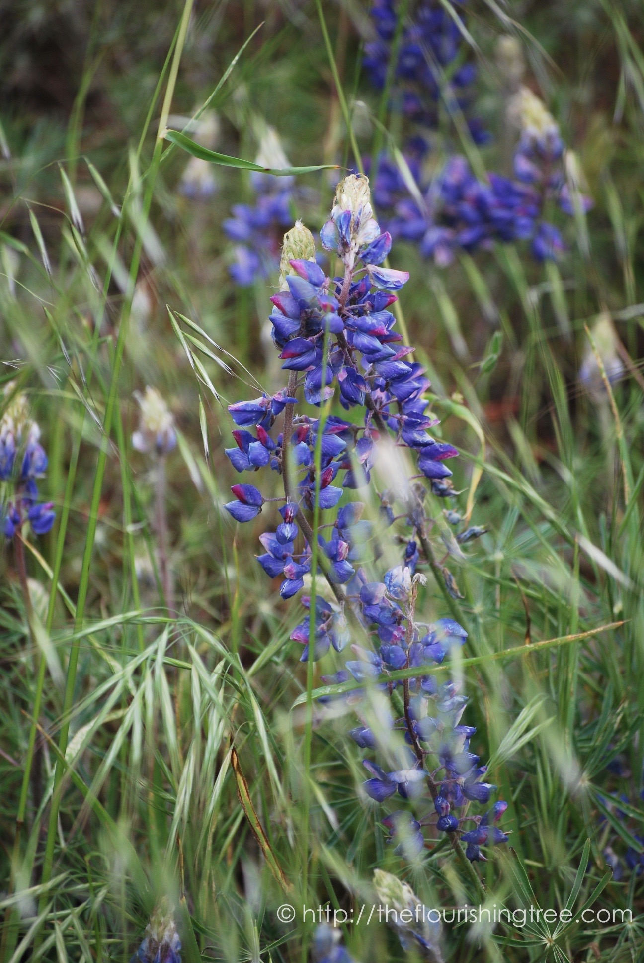 EasterColors2016_ 3FT