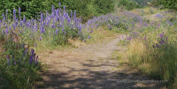 Purplefieldtrip2016_1FT