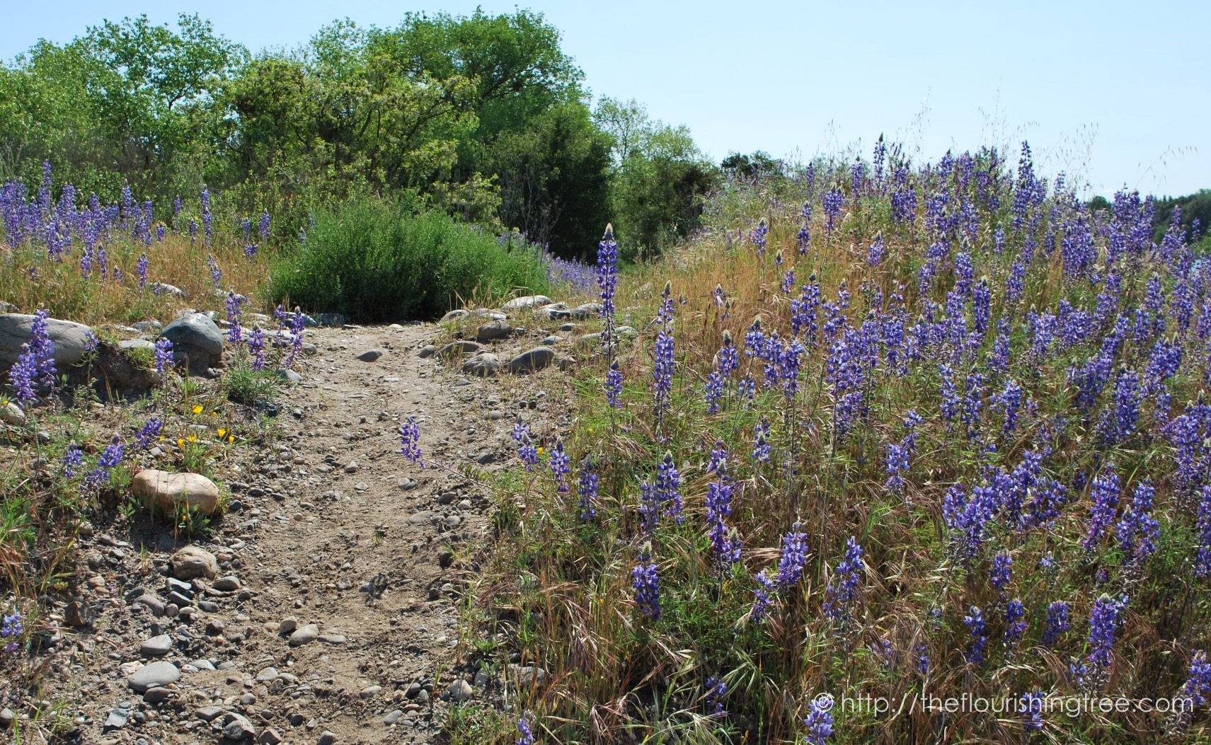 Purplefieldtrip2016_3FT