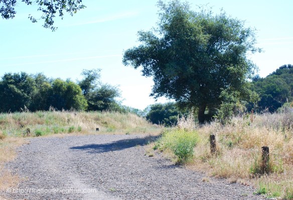 summersunandshade2016_2FT