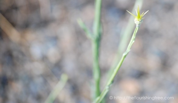 summersunandshade2016_3FT