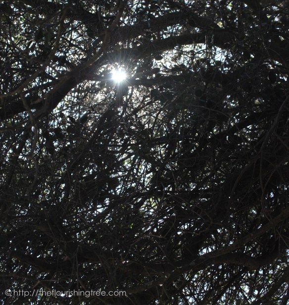 summersunandshade2016_5FT